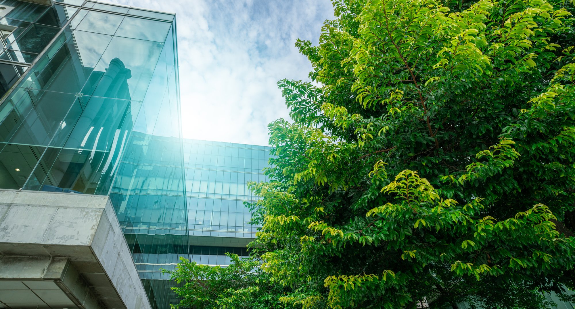 Árbol verde delante de un moderno edificio de cristal: simboliza la gestión digital de la sostenibilidad.