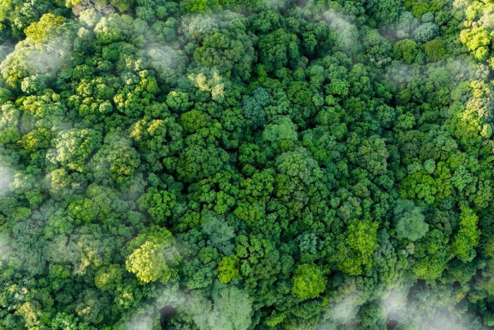 Corporate Sustainability: Cost or Competitive Advantage?